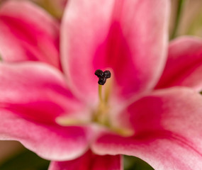 Obraz na płótnie Canvas dark pink lilium flower close up, strong bokeh