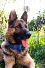 Young male german shepherd dog with blue collar lying in the green grass sunny day