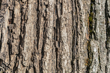 Obraz premium Closeup background. Bark of an old tree.