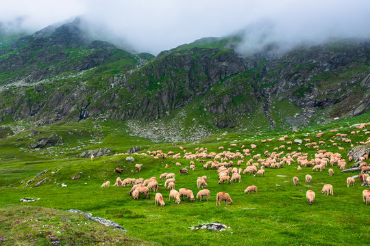 flock of sheep on the green meadow. summer landscape in mountains of romania. cloudy weather