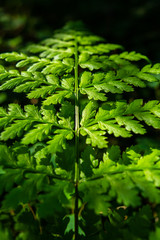Green fern leaf in the forest in sunlight close up shot summer day
