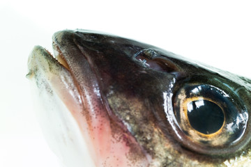 Macro close up shot of a cut of sea bass  head on a plate isolated against pure white background