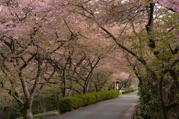 Fototapeta na wymiar 写真素材: 長篠の桜並木