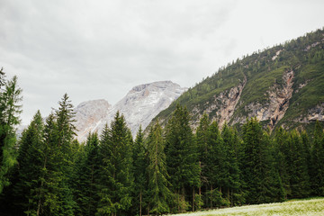 Alpine forest with pine trees on a beautiful summer day, traveling around Dolomites in Italy. Trentino Alto Adige, Italy, south Europe. Panorama of pine forest in the mountains.