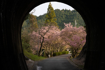 写真素材: トンネルから見える長篠の桜並木