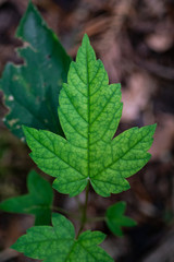Green leaf in the forest macro close up shot isolated against blurry brown background
