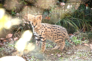 サーバルキャットの赤ちゃん