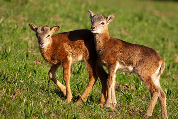 Naklejka na ściany i meble Small young mouflon, ovis orientalis,s walking on green meadow in spring. Tiny wild animal babies standing in sun. Freshly born mammals moving in natural environment.