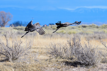 Migrating Greater Sandhill Cranes in Monte Vista, Colorado