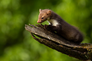 Cute young beech marten, martes foina, exploring summer forest on a sunny day. Baby mammal climbing in springtime from profile. Wild animal in green nature.