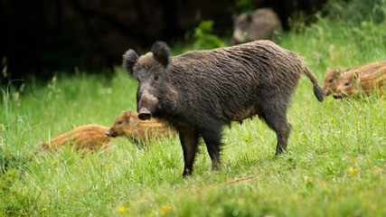Dangerous female wild boar, sus scrofa, protecting her little young stried piglets in springtime. Animal family grazing on green grass in nature from side view.