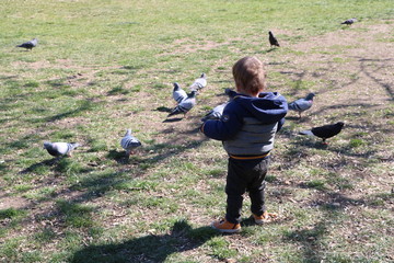 pigeon