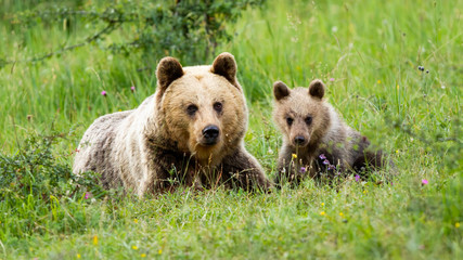 Female brown bear, ursus arctos, lying on the ground with her little cub in spring from front view. Concept of loving animal family. Adorable young mammal with its mother in nature