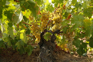Viñedos