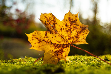 Gold and brown maple leaf sitting on a greem moss bed in the autumnback light by the setting Sun in a forest near Zurich city Switzerland Hongg