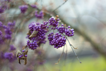Callicarpa branch full of purple berries in late autumn shallow depth of field