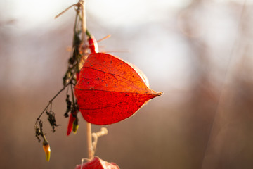 Physalis orange fruit stem close up arrangement with small red peppers backlit by the setting sun isolated against out of focus background