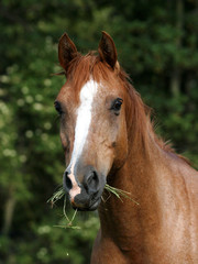 Older Horse Headshot