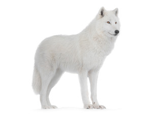 Polar wolf isolated on a white background. © fotomaster