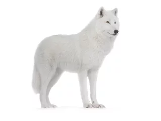 Selbstklebende Fototapeten Polarwolf isoliert auf weißem Hintergrund. © fotomaster