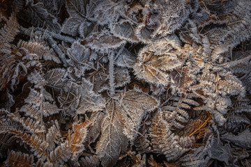 Collection of leaves edged with frost.