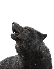 Portrait Howling wolf winter isolated on a white background. © fotomaster