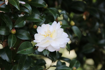 白い山茶花
