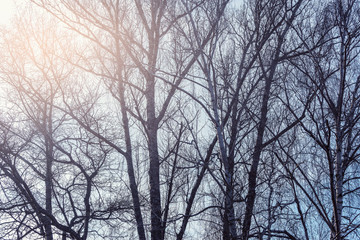 Big trees branches on the sunny sky background.