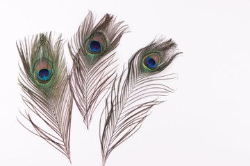 Fototapeta premium Clothing and home decoration concept. Peacock feathers on white background.