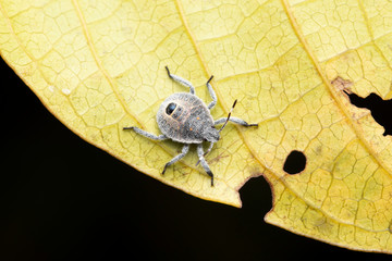 Baby stink bug, Erthesina acuminata, Pune, Maharashtra, India