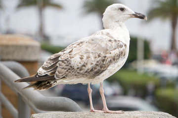 Seagull portrait  in Porto Santo Estefano Monte Argentario Grosseto Tuscany in Italy