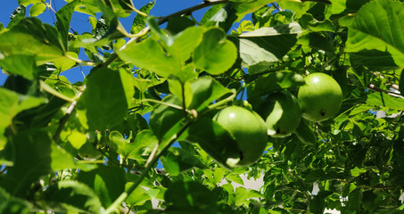 .Plant and fruits of Passiflora edulis Sims