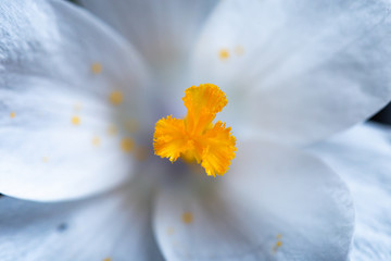 Obraz premium White saffron flower orange stigma close up. Macro shot of an early spring flower.