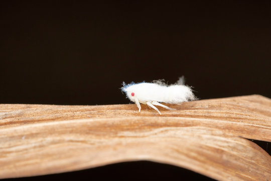 Common Planthopper Nymph, Nilaparvata lugens, Pune, Maharashtra, India