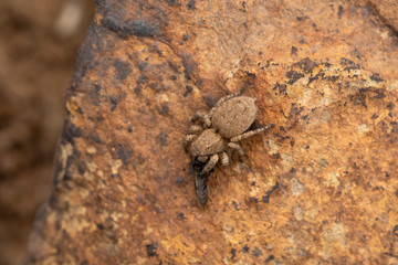 Ground Jumping Spider with kill, Langona tartarica, Bhimashankar, Maharashta, India