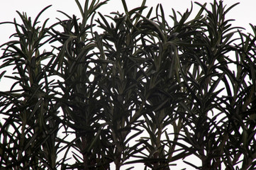 Rosmarin Rosmarinus officinalis Stämmchen im Topf auf der Fensterbank