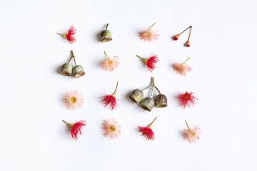 Australian native eucalyptus tree gum nuts and flowering gun nuts in beautiful reds and pinks, photographed from above on a white background.