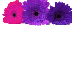 gerbera pink, purple, violet flowers isolated on a white background.