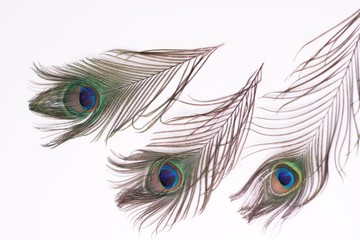 Obraz premium Clothing and home decoration. Peacock feathers on white background.