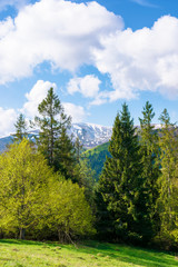 Fototapeta na wymiar beautiful landscape in springtime. forest on the meadow. mountain ridge beneath a blue sky with fluffy clouds in the distance. warm sunny weather