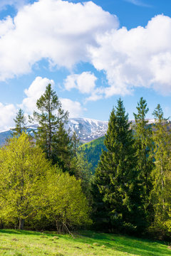beautiful landscape in springtime. forest on the meadow. mountain ridge beneath a blue sky with fluffy clouds in the distance. warm sunny weather