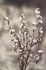 A branch with dried flowers on a blurred background. Macrophotography