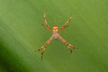 Signature spider, Argiope trivittata, Pune, Maharashtra, India