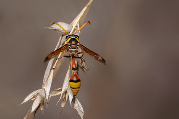 Dorsal view Yellow potter wasp, Delta campaniforme, Delta, Pune, Maharashtra, India