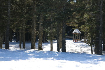 old wooden house in winter forest