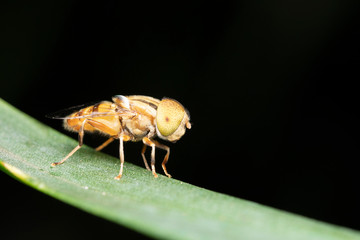 Dotted eyed Hoverfly, Eristalinus megacephalus, Pune, Maharastra, India