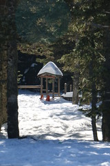 house in winter forest