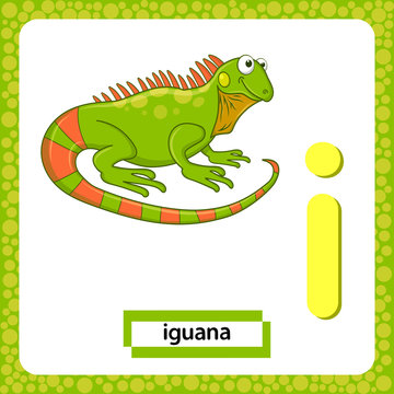 Letter I lowercase with cute cartoon Green Iguana lizard isolated on white background. Funny colorful flashcard Zoo and animals ABC alphabet. Education card for kids learning English vocabulary.Vector