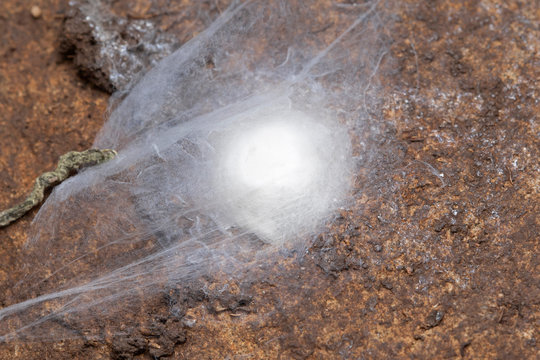 Gnaphosidae, Spider Eggsack, Ground Dwelling Spider