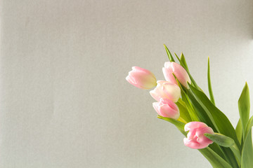 Bouquet of flowers, pink tulips on a dark white background